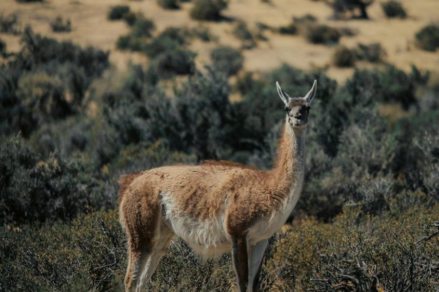 patagonia swot analysis