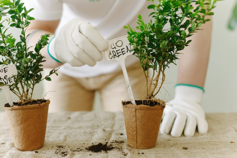 opportunities for greenpeace