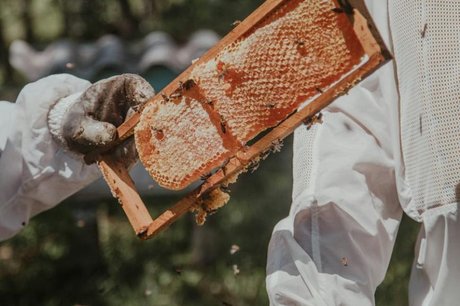 burt's bees opportunities