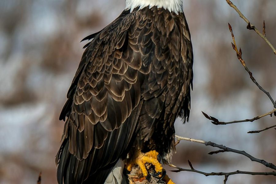 american eagle brand positioning
