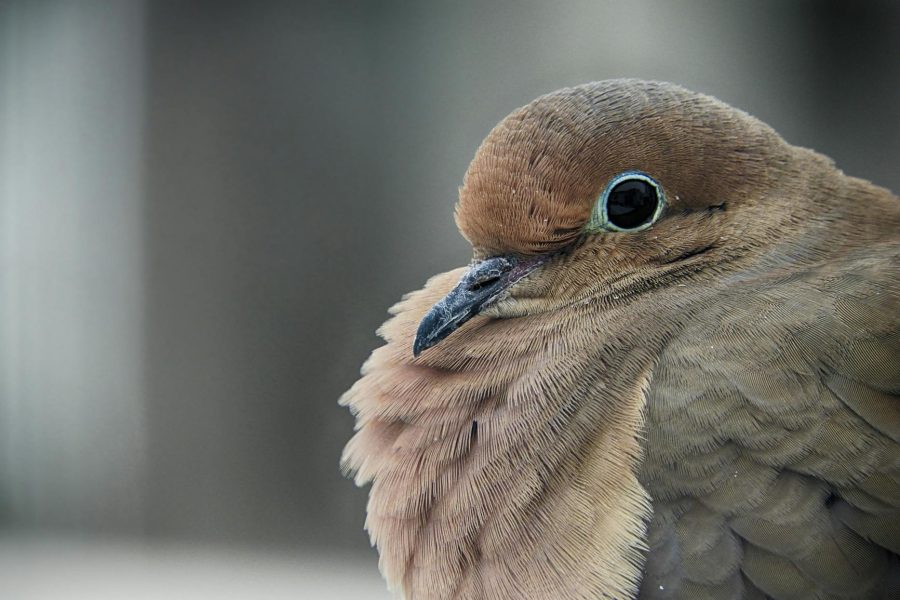 swot analysis of dove