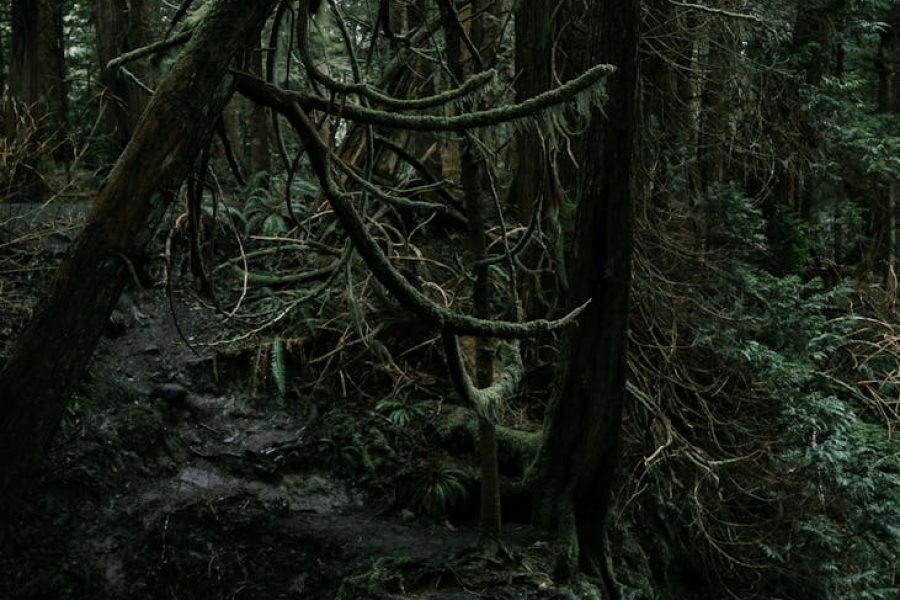 samsung opportunities