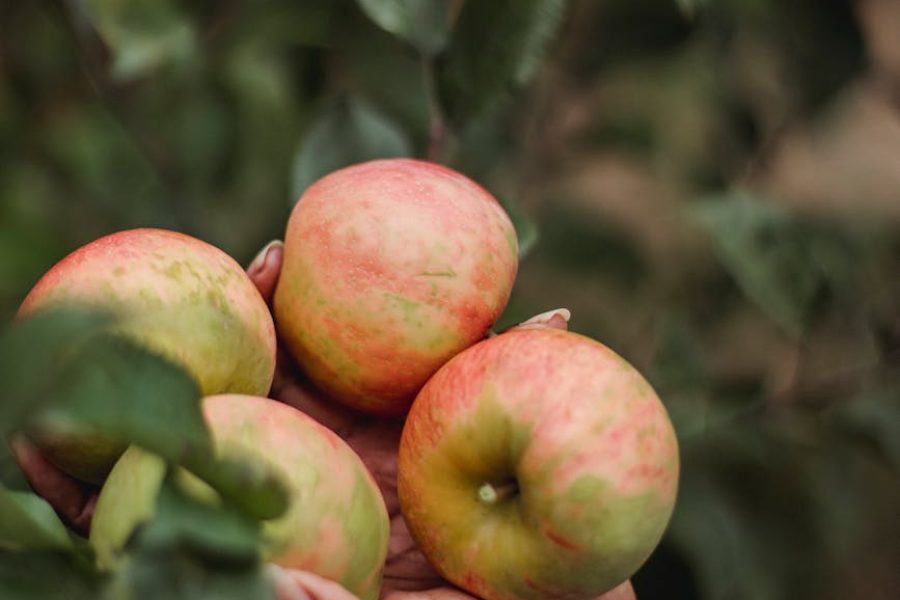 fruit shake business trends