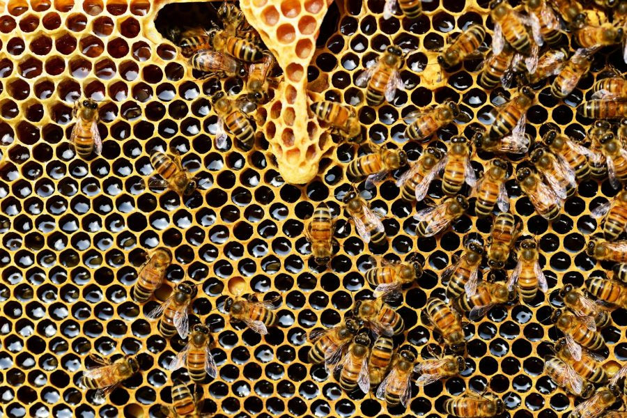 advantages of beekeeping