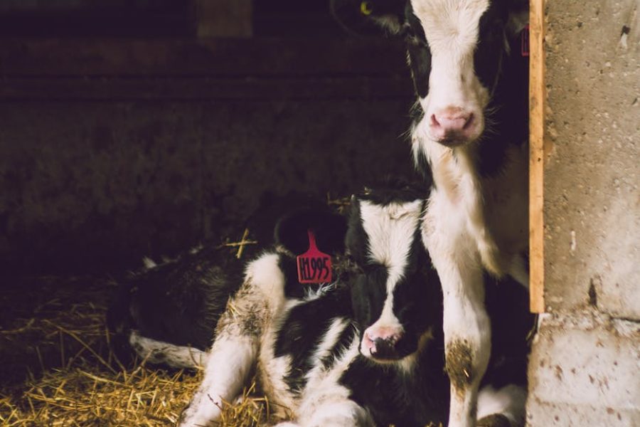starting a goat farming business