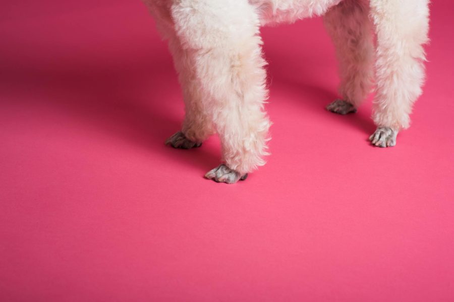 pet grooming industry trends
