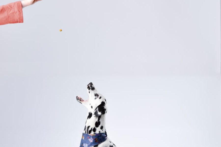 pet food industry statistics