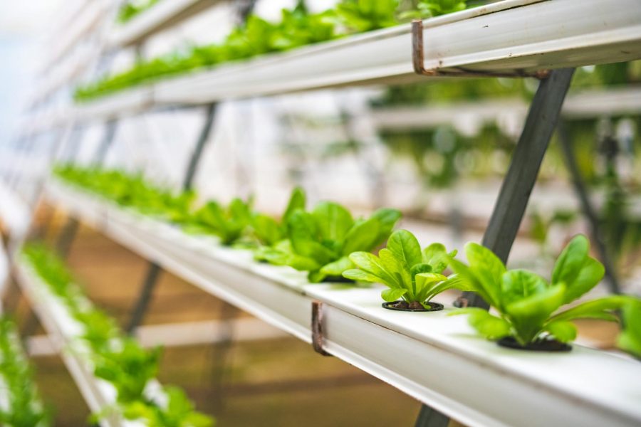 vertical farming hydroponics
