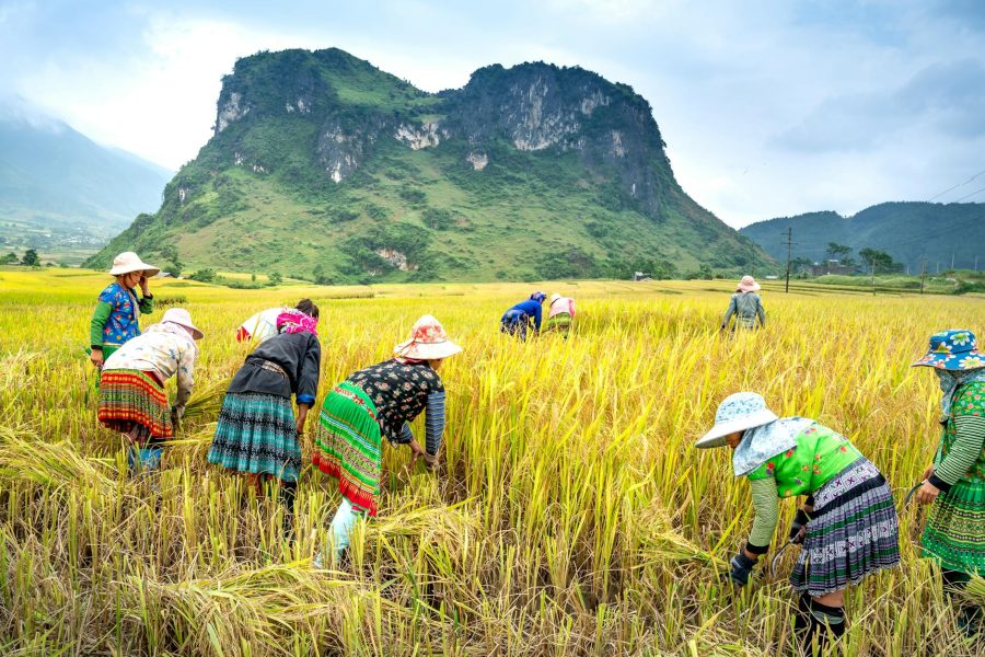 rice mill business profitability