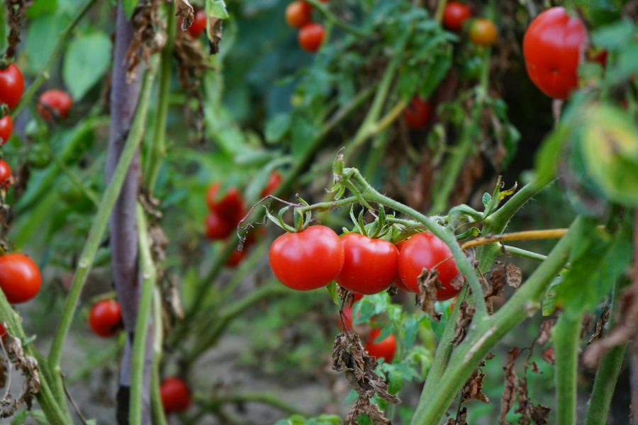 advantages of tomato farming