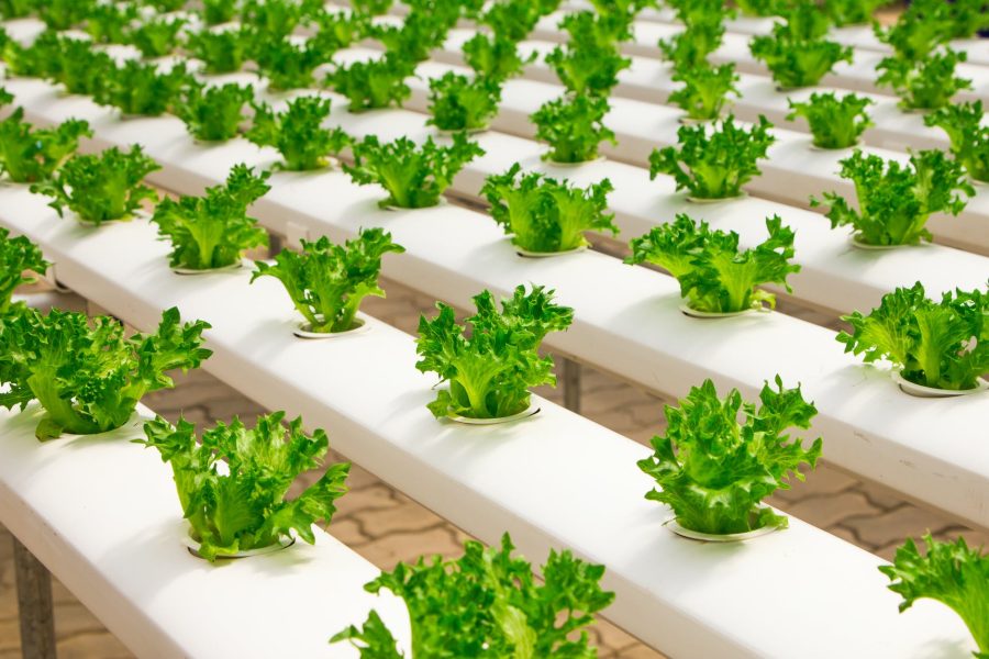 vegetable farming swot analysis