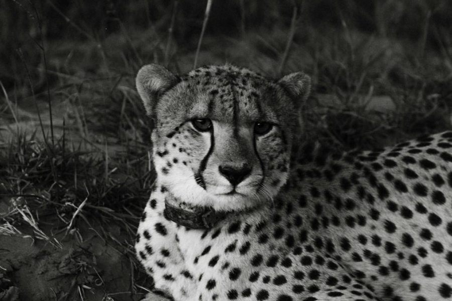 panther startup ecosystem