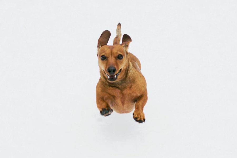 best pet insurance startups