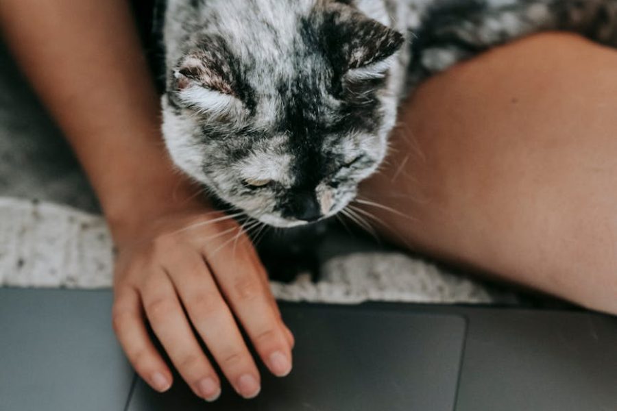 pet insurance startups comparison