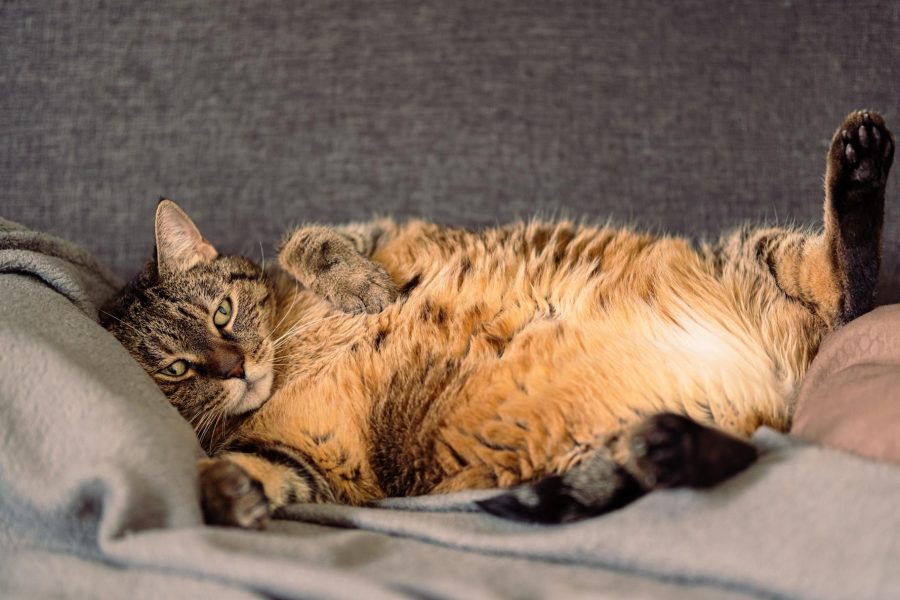pet insurance startup reviews