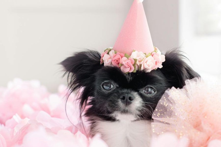 pet startups