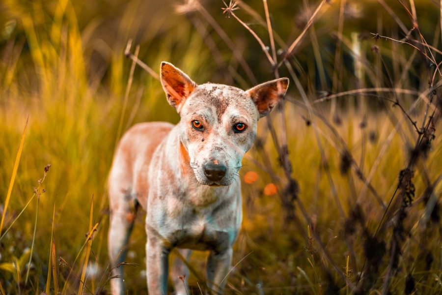 fundraising ideas for animal rescue