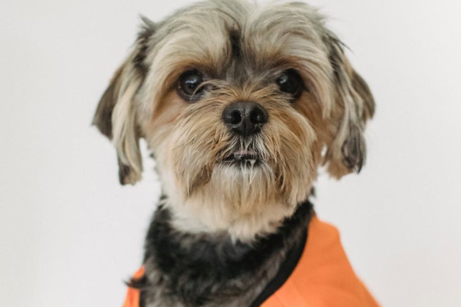 dog rescue fundraising ideas