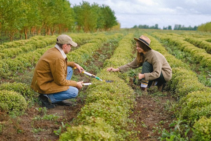 organic fertilizer manufacturing
