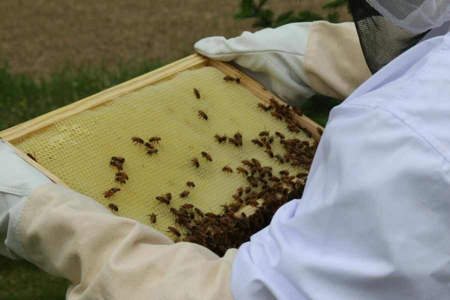 raising honey bees for profit