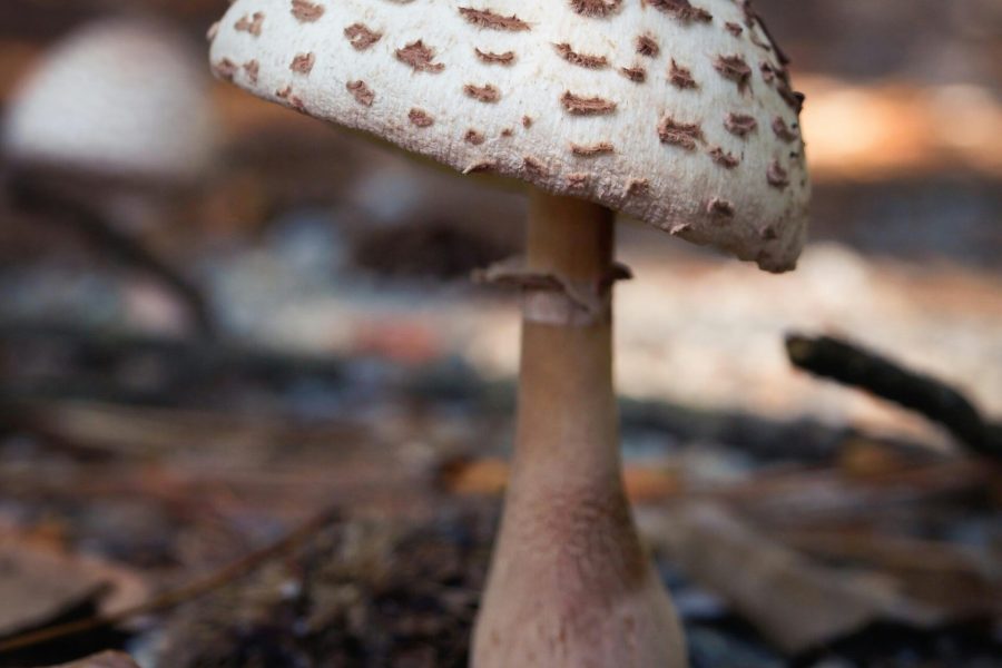profitable mushroom farming
