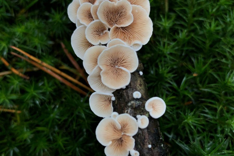 mushroom farming profitability