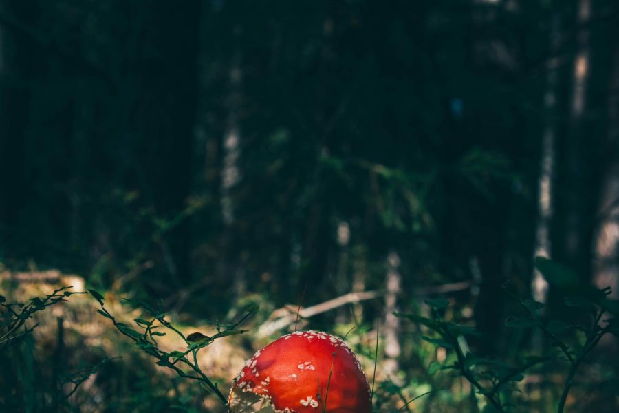 mushroom growing process