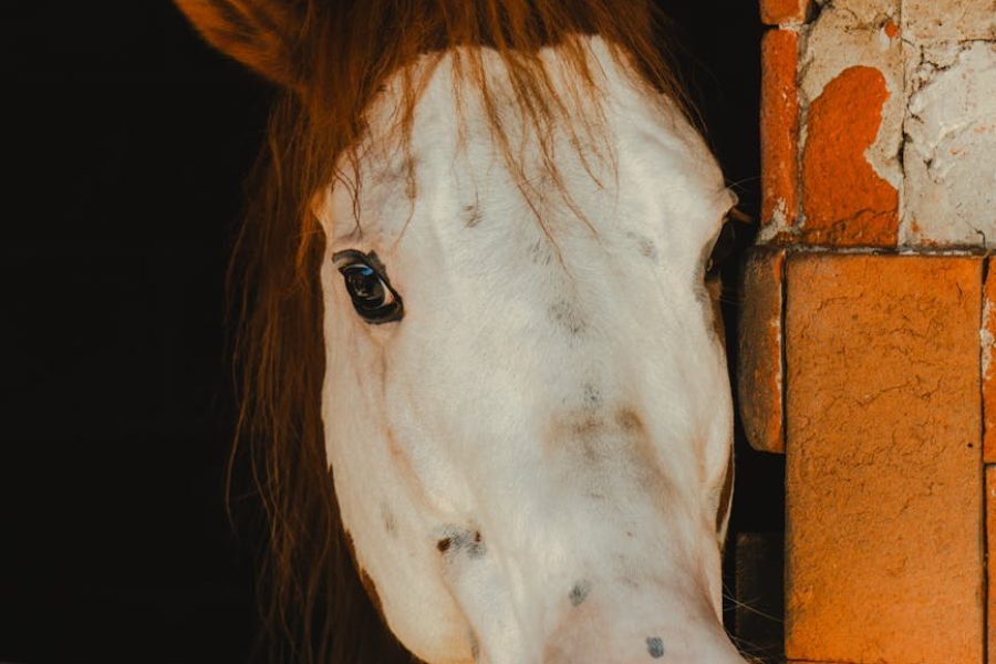 horse stable construction