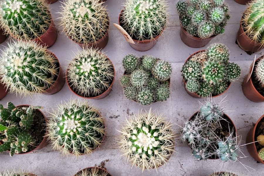 cactus selling tips