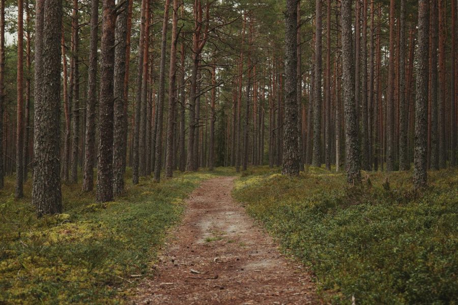 cardiology career path