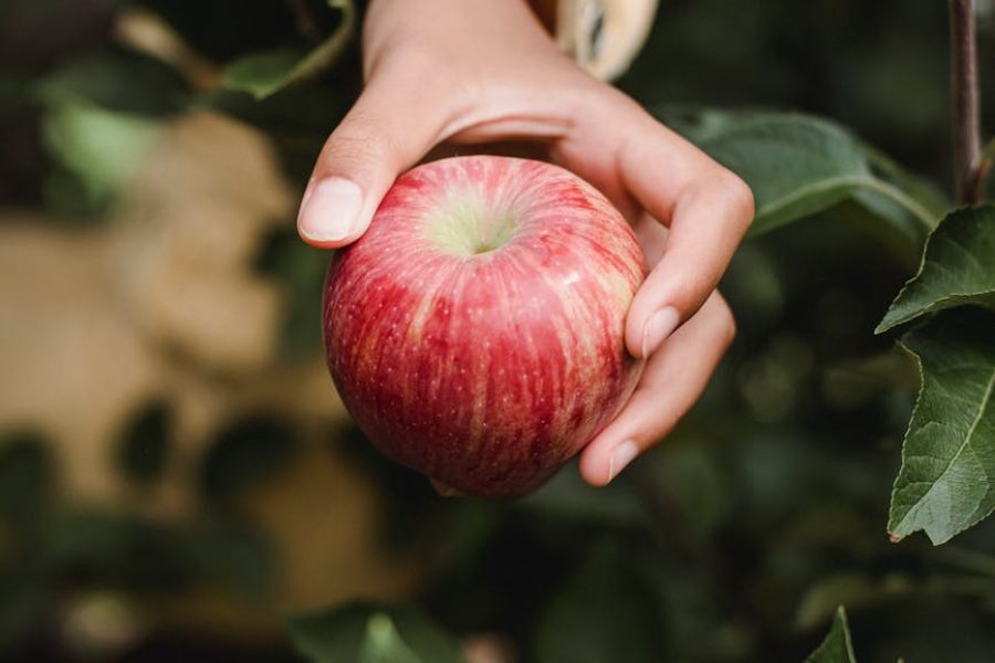 how to start a healthy food business