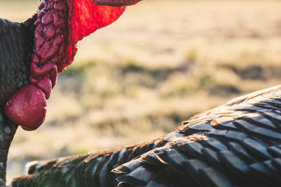 poultry feed formulation