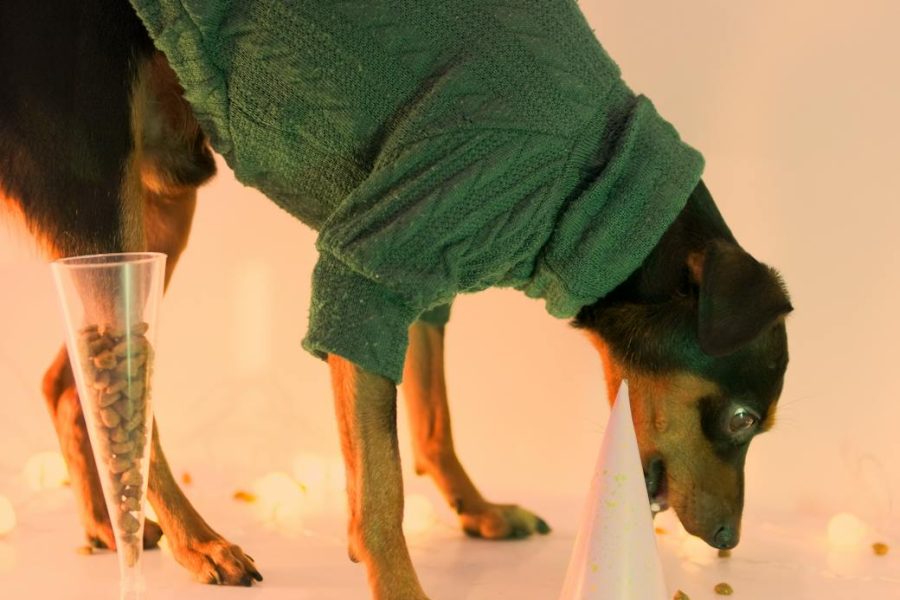 pet food market trends