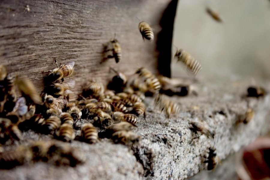 honey production statistics