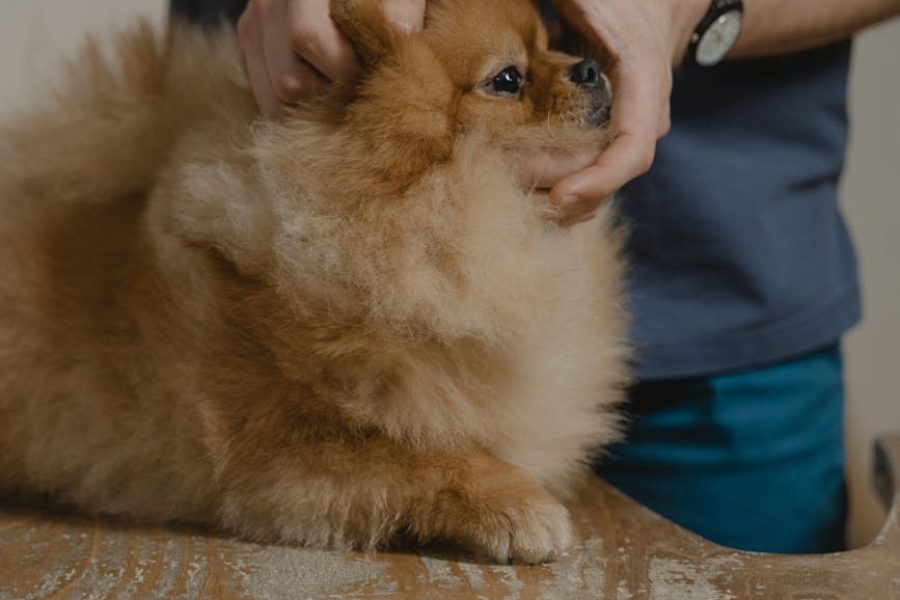 veterinary clinic advertising strategies