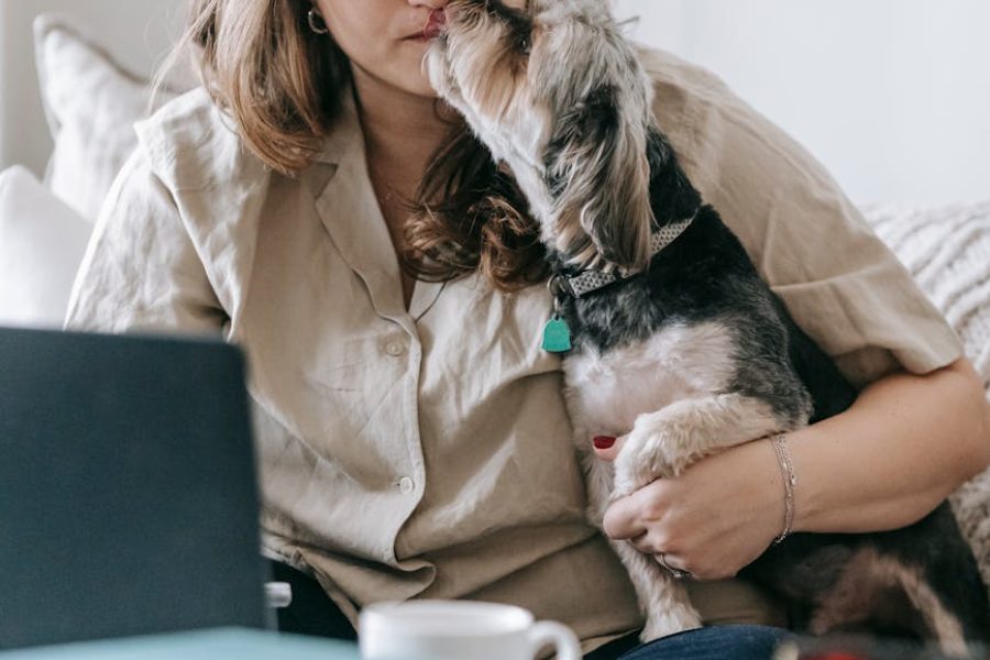 how to start a breeding kennel business