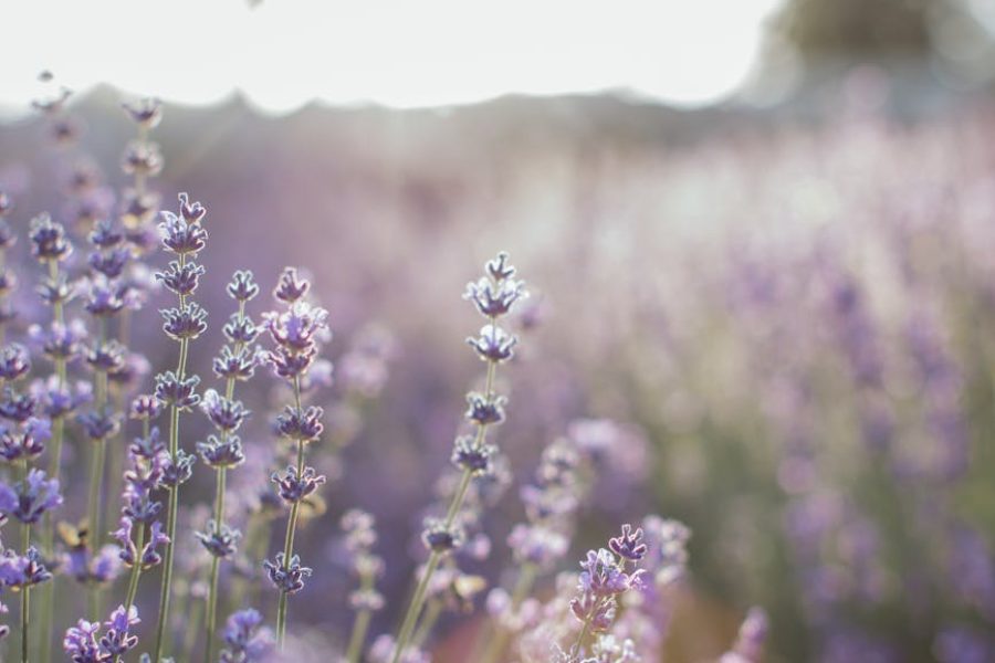 how to start a lavender farm