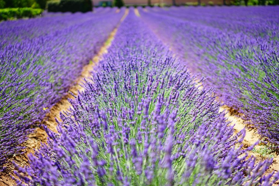 lavender farming for beginners