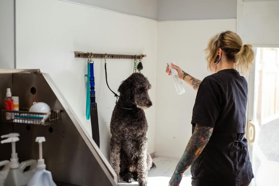 starting a dog grooming business