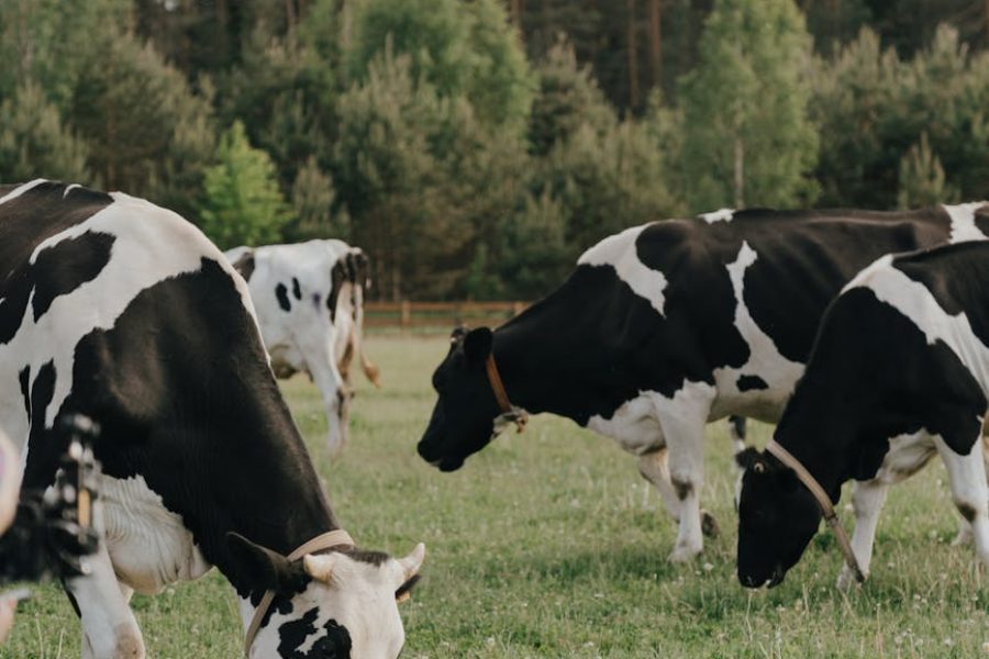 starting a dairy farm