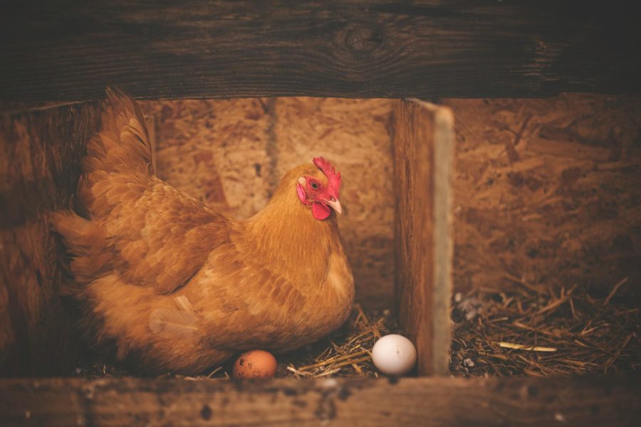 how to start a chicken farm