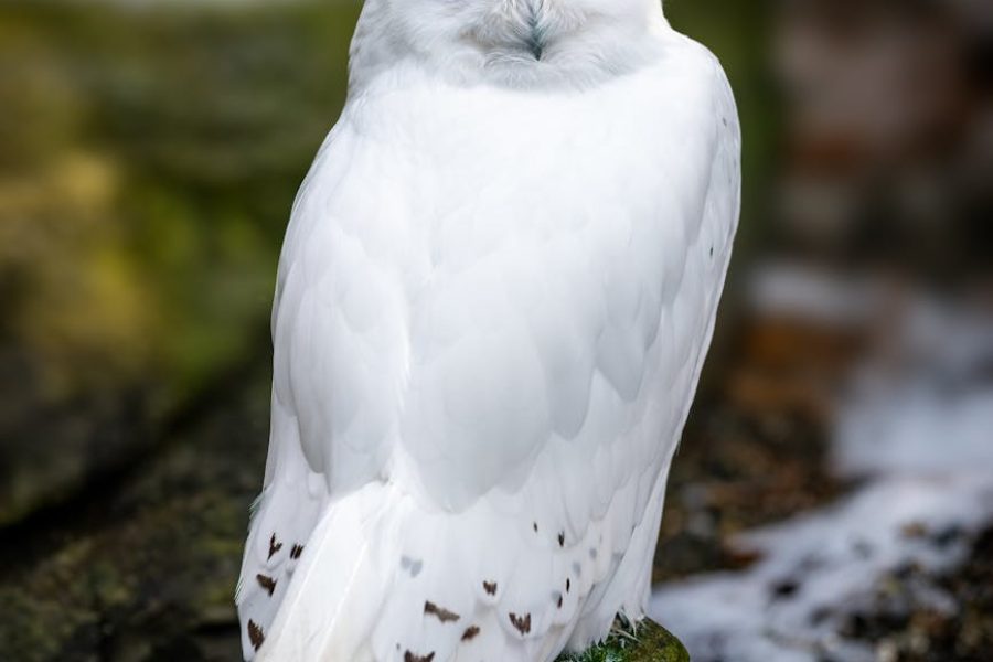 profitable bird breeding species
