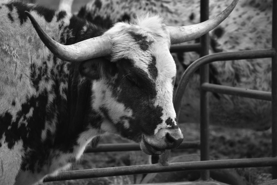 cow farm business plan