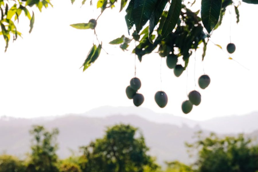 mango plantation techniques